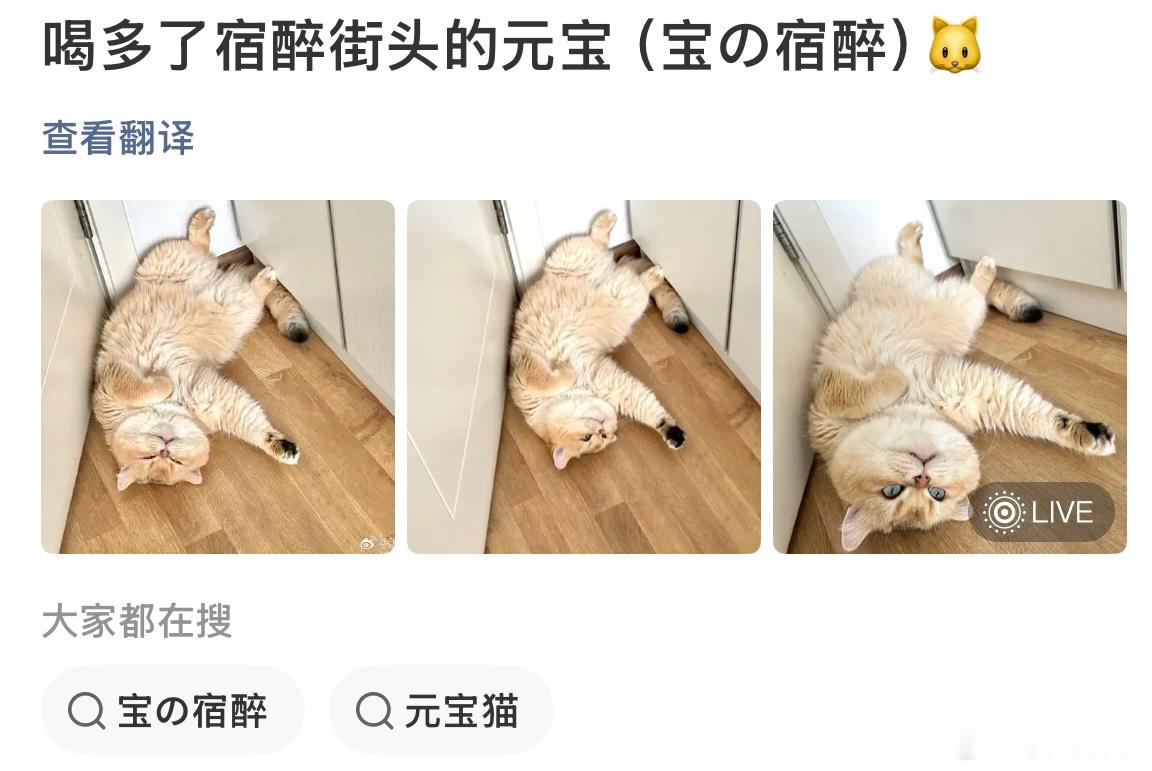 很奇怪为什么会有解🍷药的广告上门，仔细一看，哦～原来是左天，元宝殿下醉倒街头的