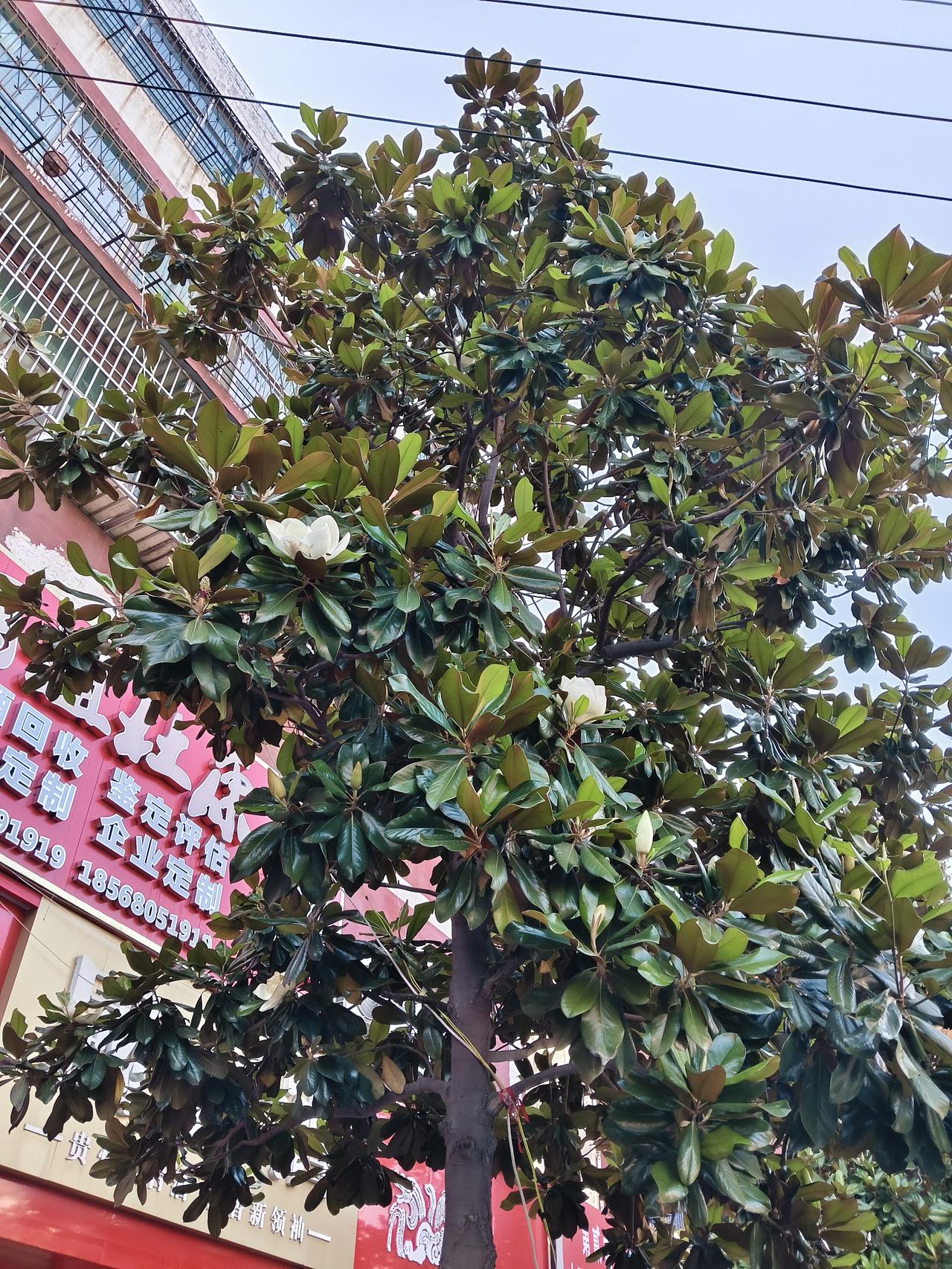 记录我的2026这种树好长时间，以前有人说它是楠木，后来才知道他就是广玉兰，或者