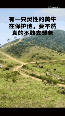 这头黄牛救了一个家庭！