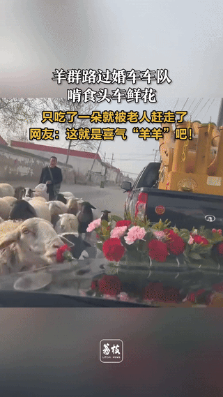 笑不活了，河北，一位大叔赶羊群回家，路上偶遇一辆婚车，结果一只贪吃的羔羊直接趴在