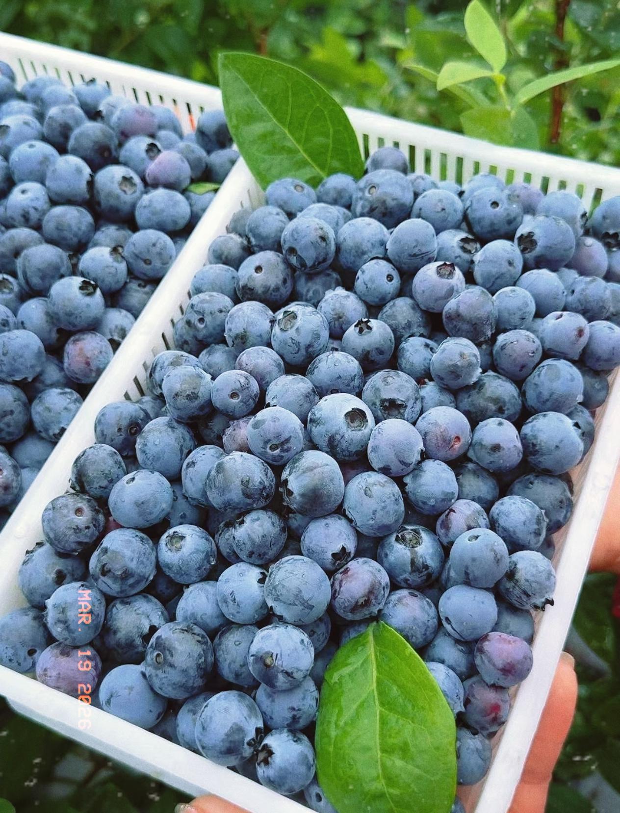 终于搞清楚了！蓝莓为啥最近价格跌这么厉害，不是不好吃，也不是不值钱，纯粹是产