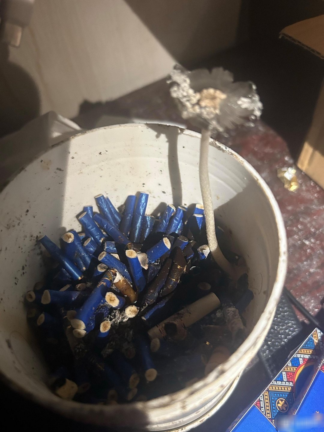 烟灰缸里长蘑菇了算不算私自种植毒品[doge]​​​
