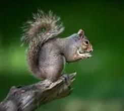 笑不活了又好暖！攀枝花女孩考试被小松鼠“碰瓷”，这波双向奔赴太治愈“笑不活