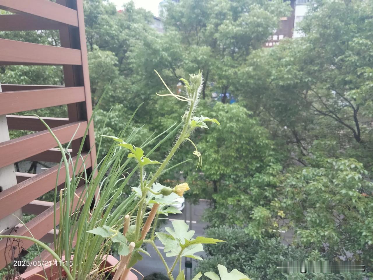 让内心平静的方法，就是自已亲自种一颗小苗，然后慢慢看着它长大，感受大自然的力量，
