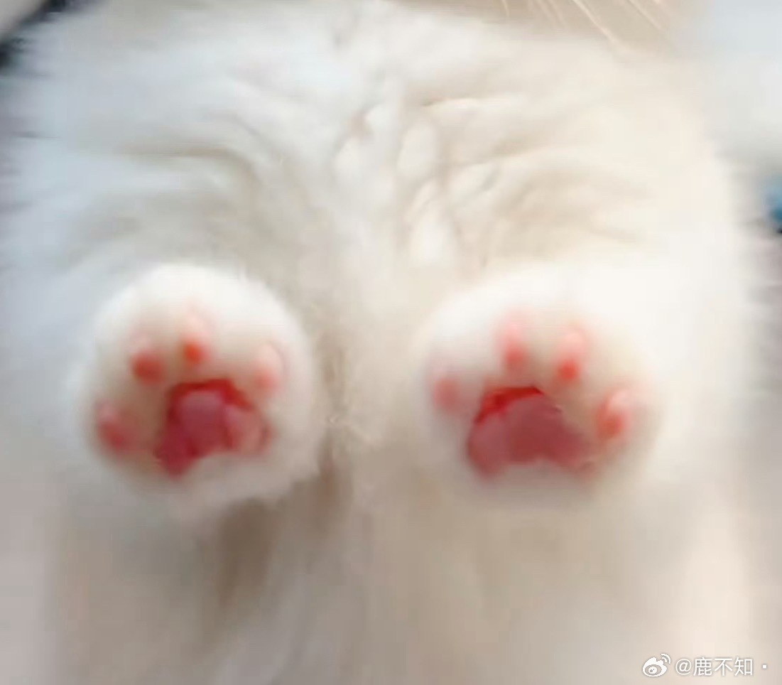 猫爪