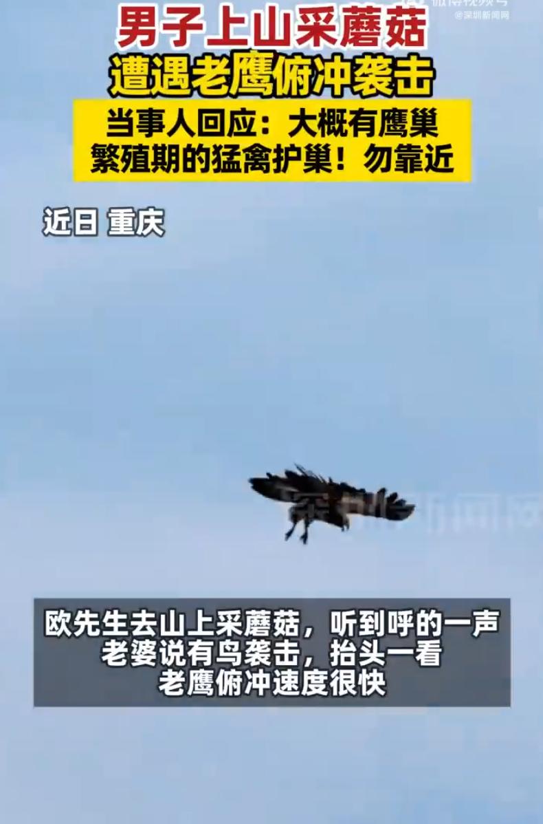 6月13日，重庆一对夫妻上山采蘑菇，起初妻子听到异响大声提醒，丈夫还没当回事，结