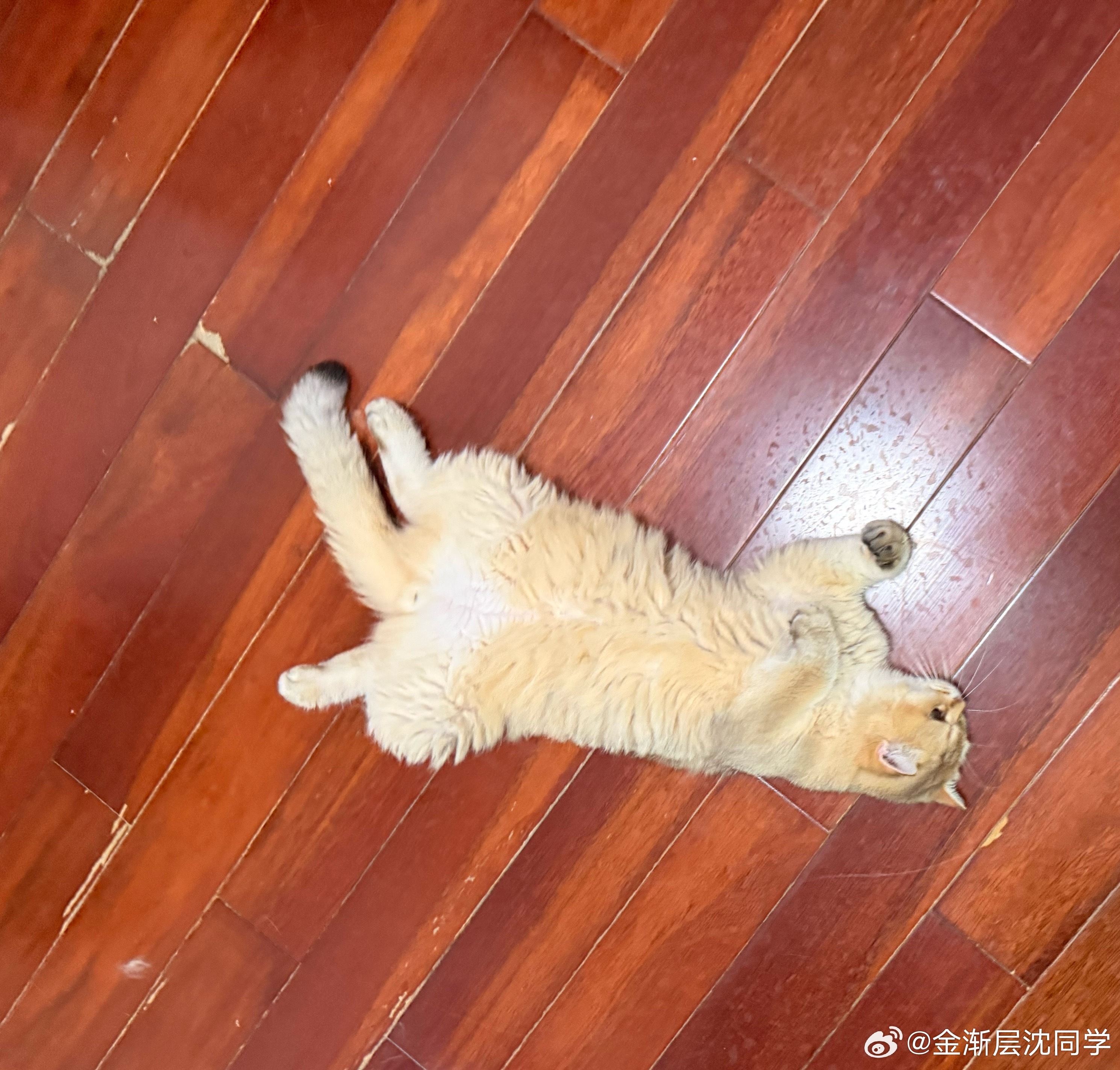 北京暴雨预警，和小猫咪一起等雨中！萌宠猫咪