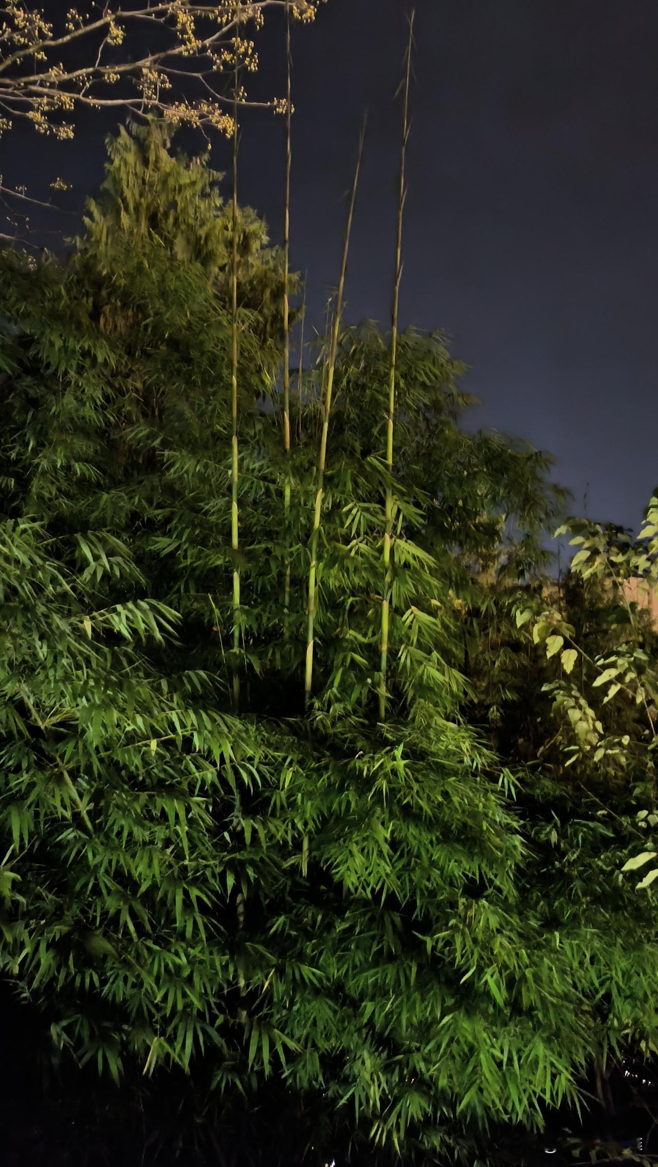 这是什么竹子？为什么这个季节还能长竹笋？竹子竹