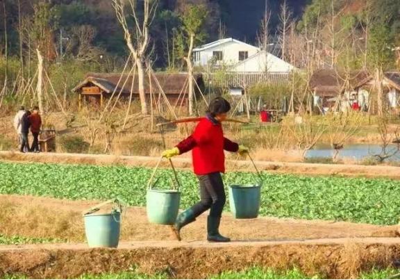 “粪水浇菜”是污染食物的源头？中科院院士曾毅认为，农村人用粪水直接浇菜，完全是千