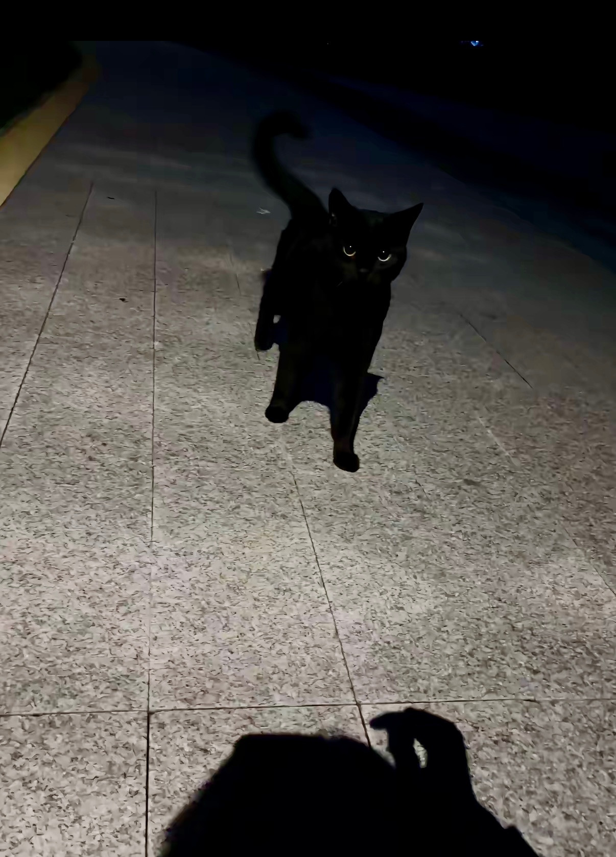 玺咪的花语是：手慢无我要把这只小黑猫拐跑了