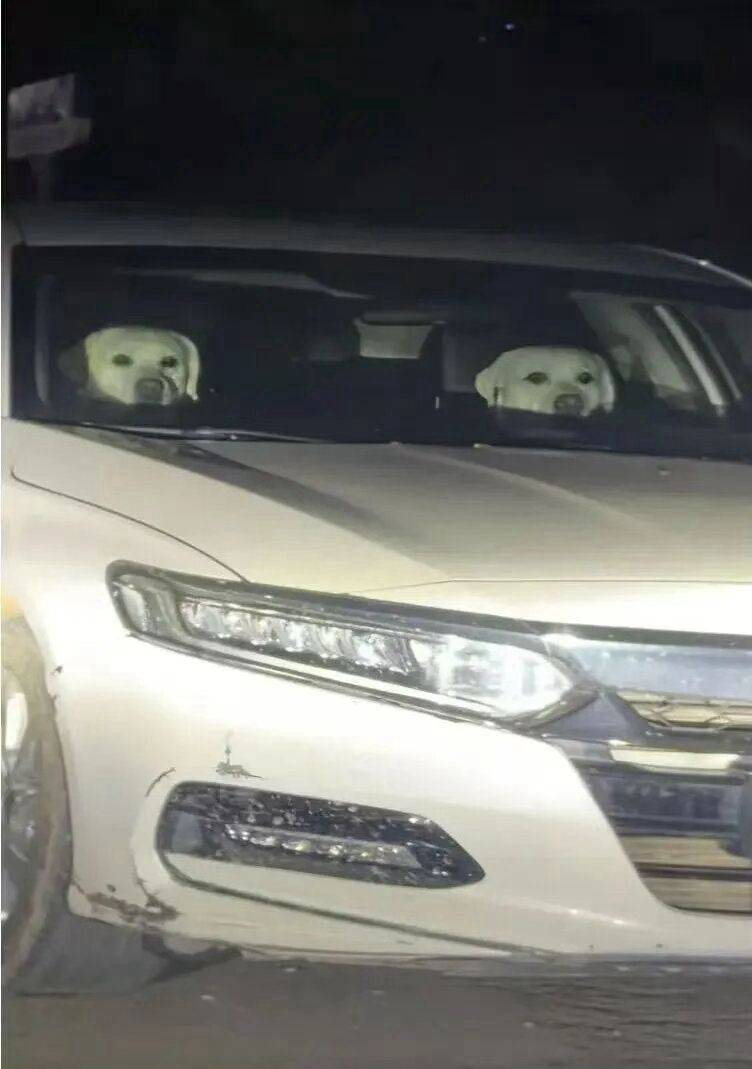 狗：大哥有人拍我们要不要摇窗