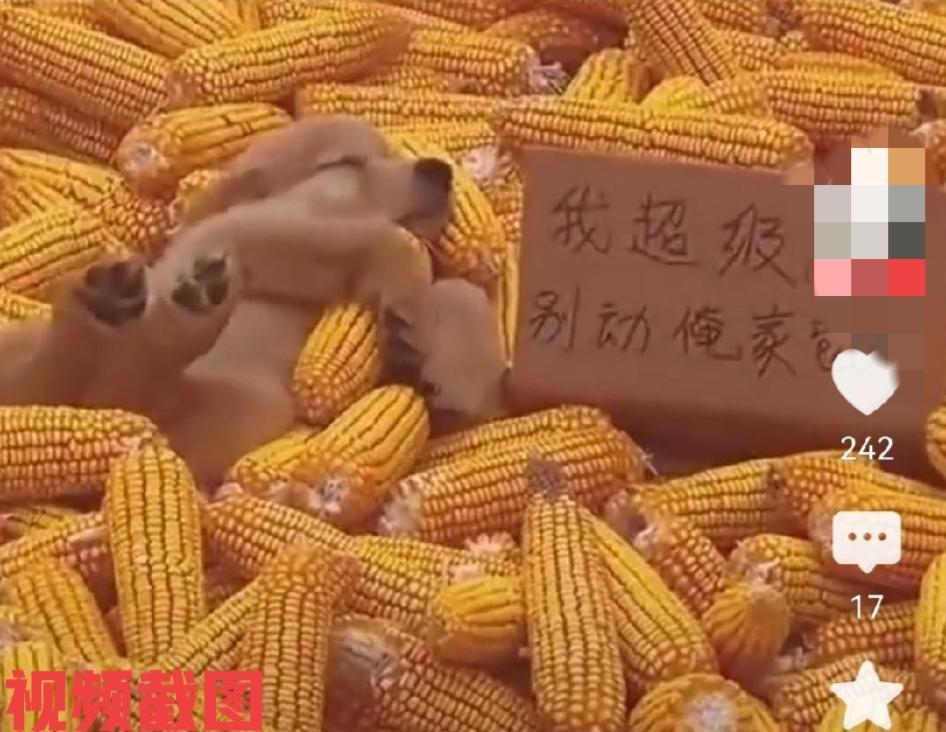 有一户人家在院落阳光下晒苞米。主人还不放心生怕有人过来偷捡，于是派出家里的一