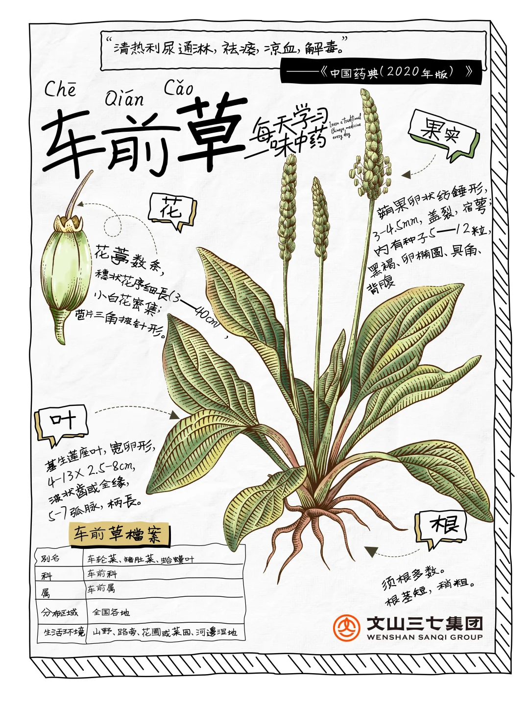 👉🏻每天学习一味中药｜车前草