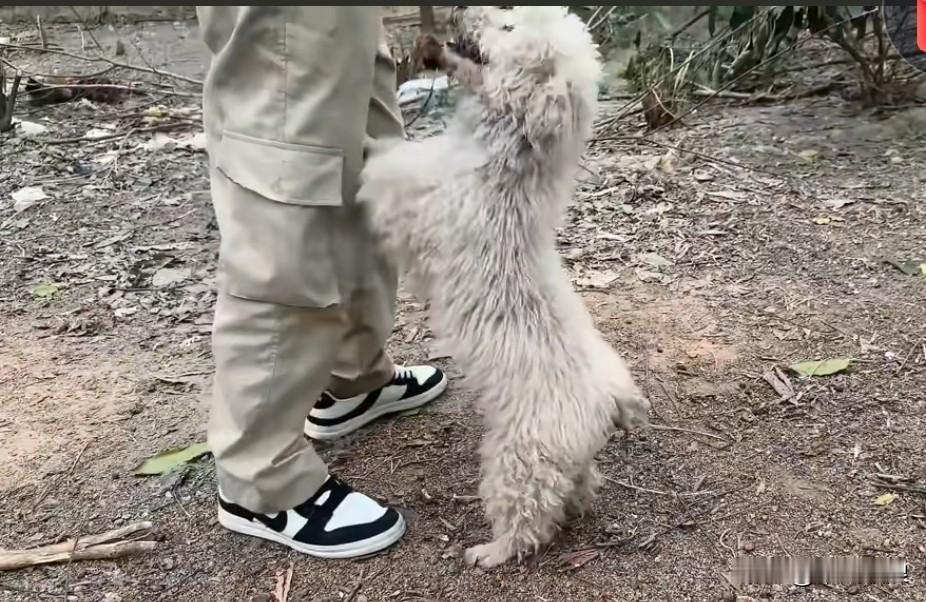 狗妈妈无力养活五个孩子，便下山有礼貌地向人类求助。男子察觉到狗狗有求于自己，便跟