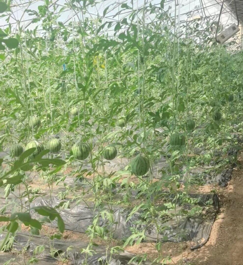 西瓜不都是在地上的吗，怎么都挂起来了？第一次见挂起来的西瓜