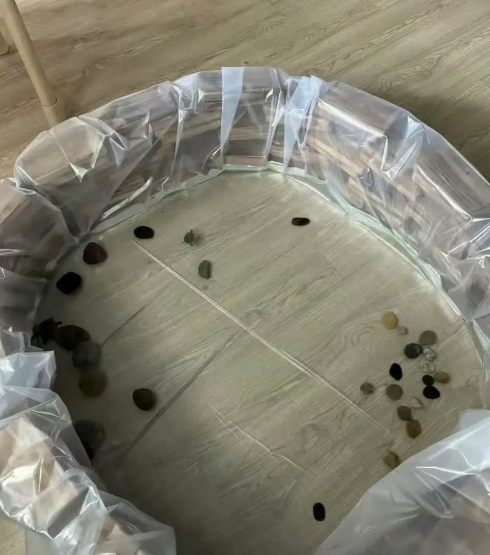 乌龟在500平的家里醒来