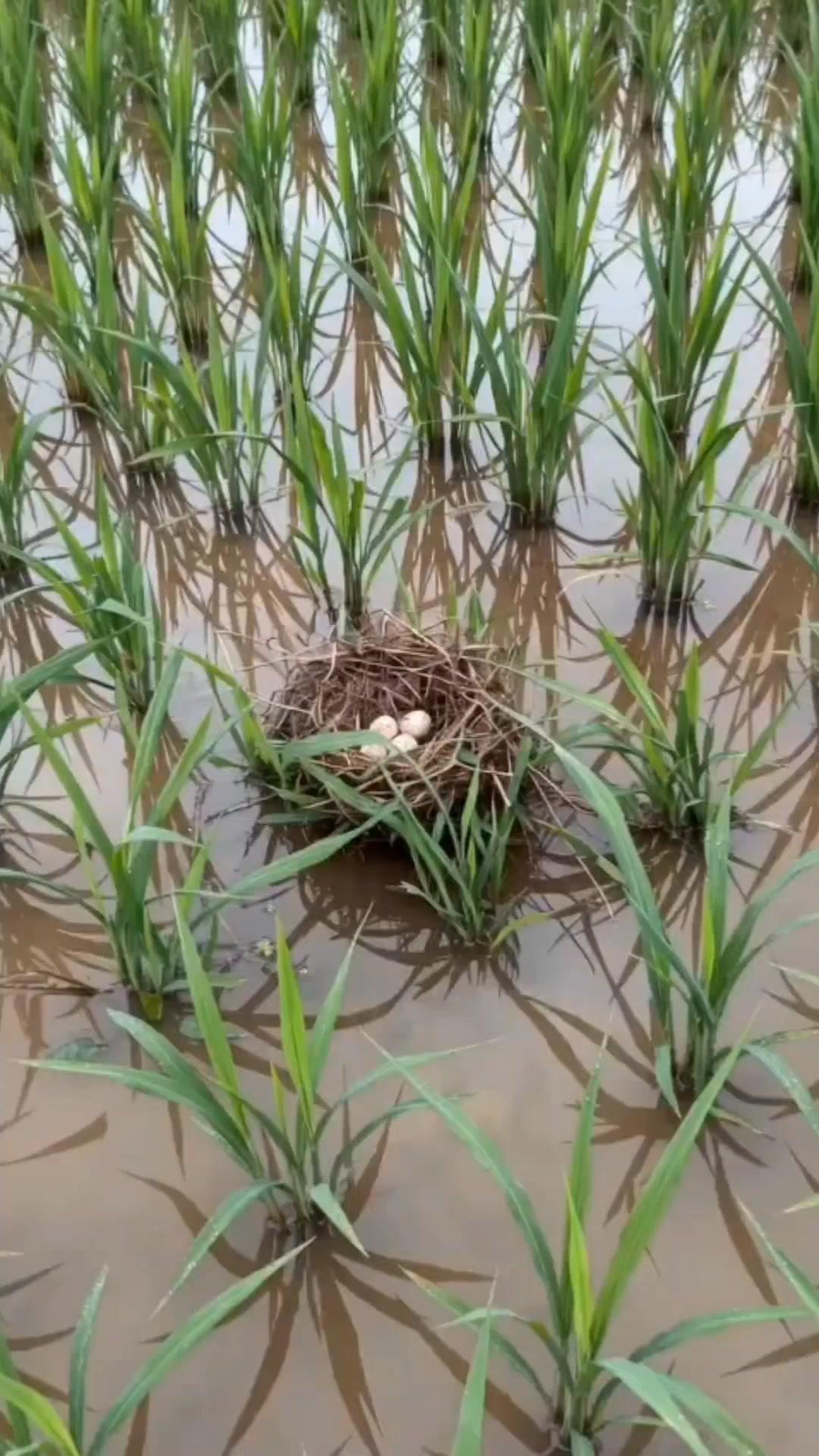 🌾在田里扶秧苗的我，差点一脚踩碎别人的「家当」——那是几颗藏在泥土里的鸟蛋。当