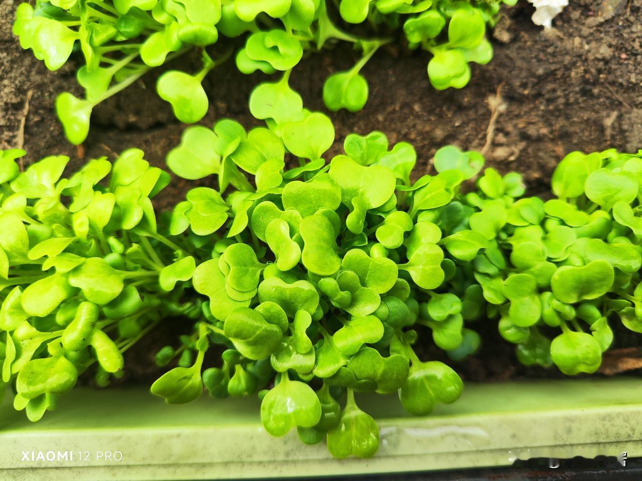 今年春天最想实现的心愿昨天去地里看看，大都蔬菜花草都正常生长，但是月季、绣球、幸