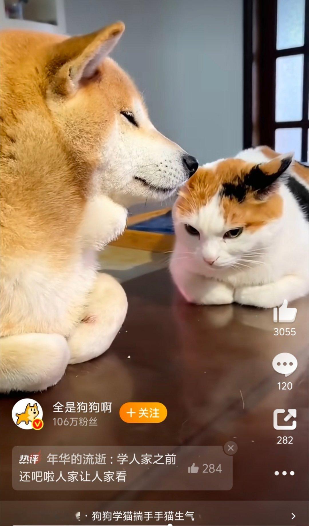 狗狗故意学猫揣手手好好笑啊,第一次见这么和谐的,左边这只狗是什么品种?