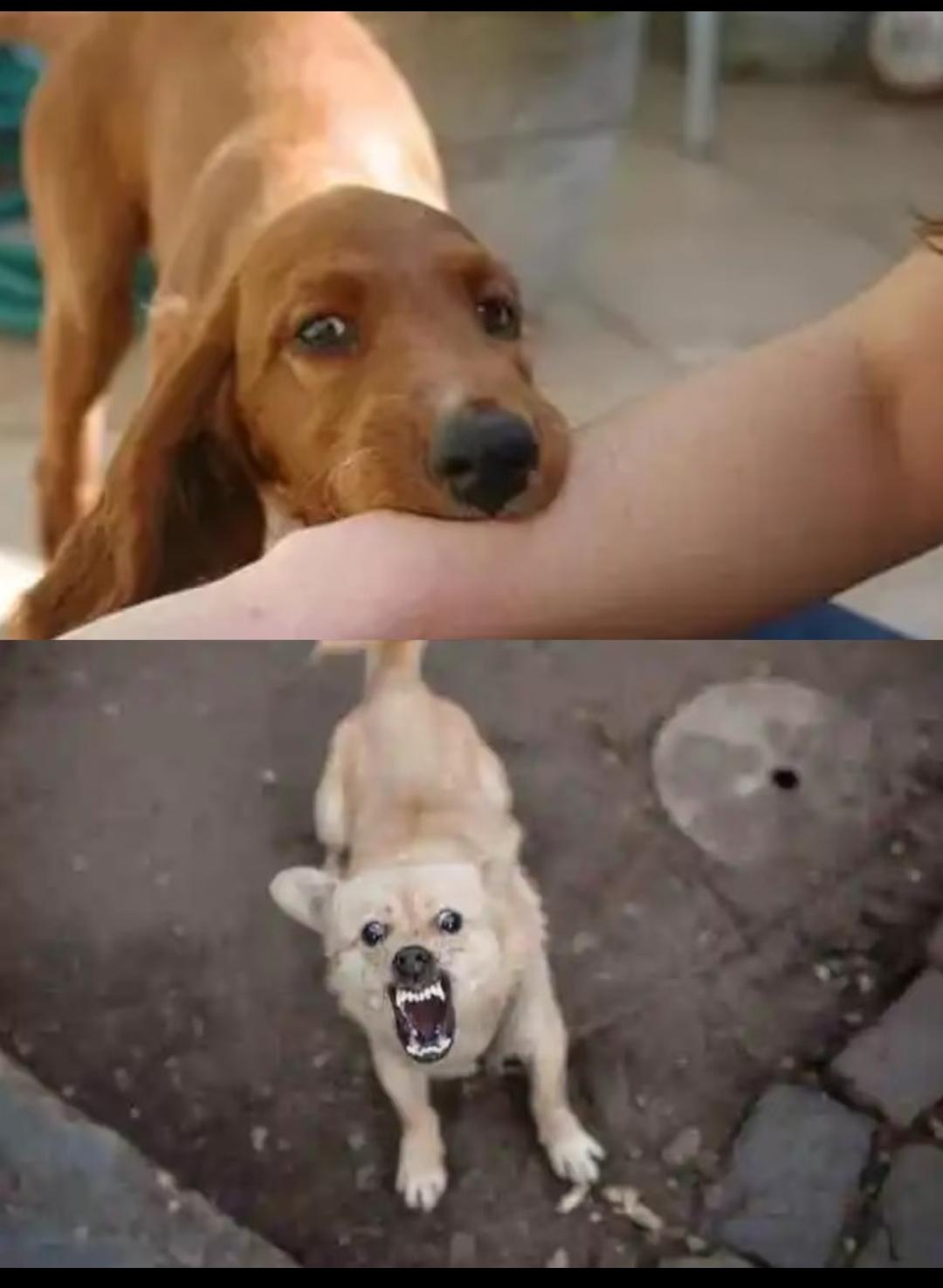 山西长治“狗咬人”事件今天开庭，死者妻子说不去庭审了，当问及是否有其他人出庭时，