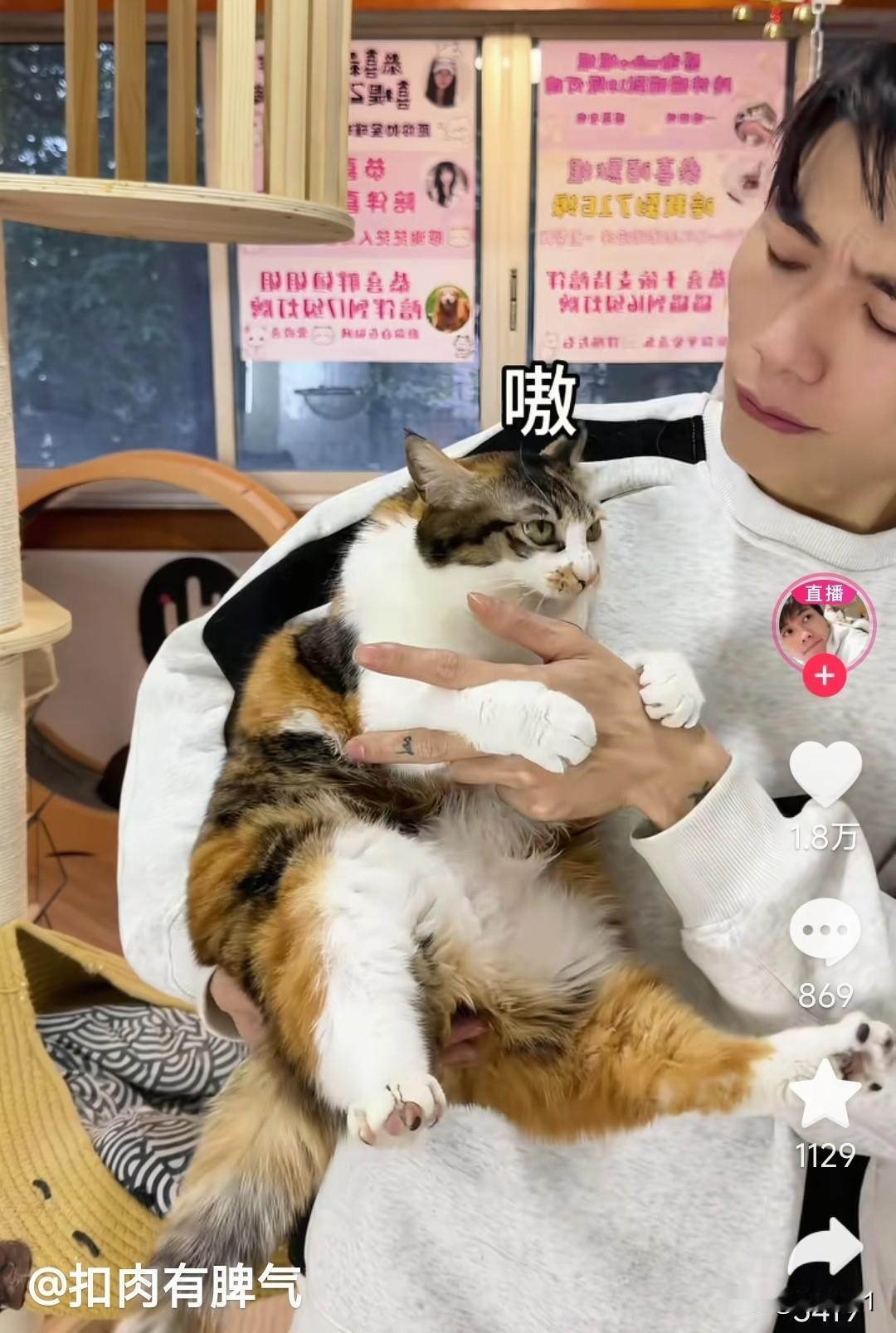 这个猫咪的名字叫丫头，它能听懂人话，还会用眼神和人交流，这个小伙子是宠物医生吧，