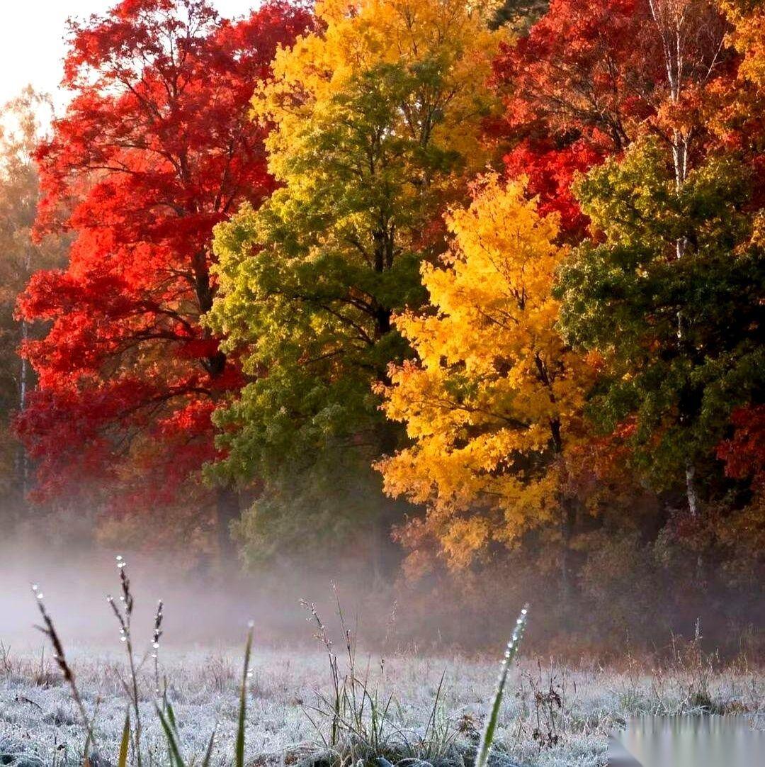 哈尔滨的第一场雪,就这么悄悄来了。零下五度。推开窗,那股子冷空气直往骨头缝里