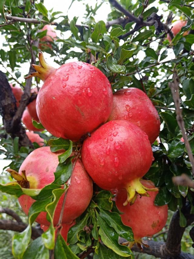 老家有个27岁的小伙子，结婚三个月后打算要孩子，便去医院做了检查。这一查可不得了