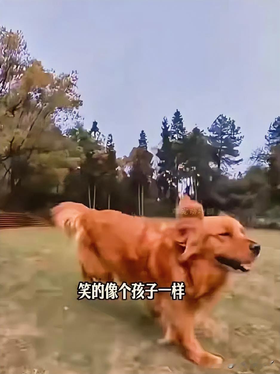 马路中央，一只金毛犬遭车撞击，嘴角流血、手臂擦伤，还拖着沉重铁链，躺在马路中间抽
