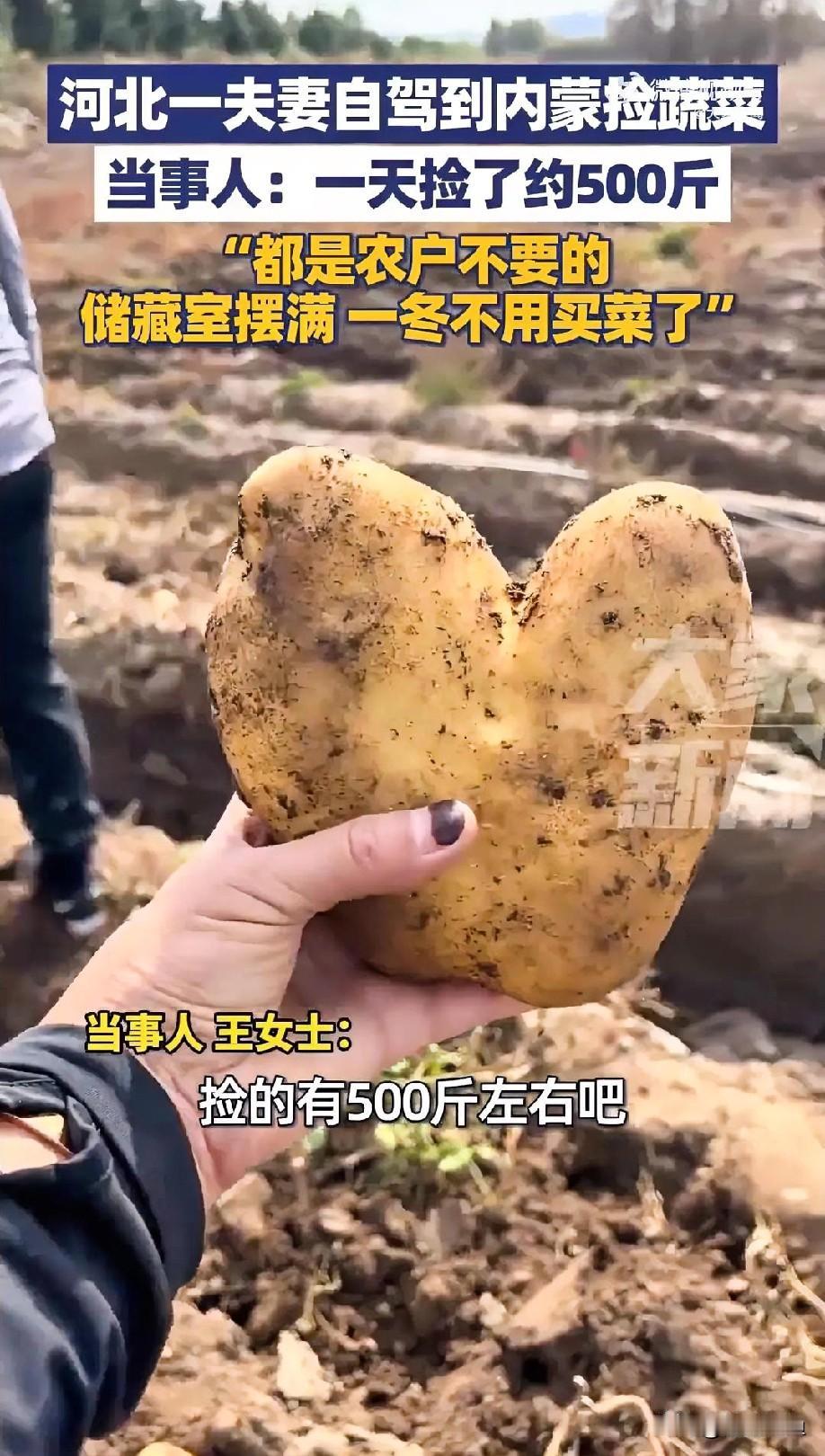 内蒙古喊你免费捡菜过冬！好消息！内蒙古敞开怀抱，邀全国朋友去捡“落单”的菜！土
