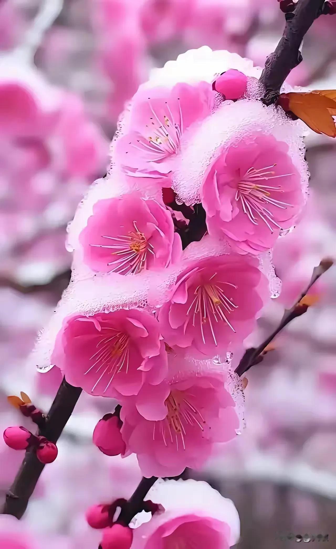 上联:竹海无涛斜径雪下联:梅林有影冷香风横批:梅风雪影