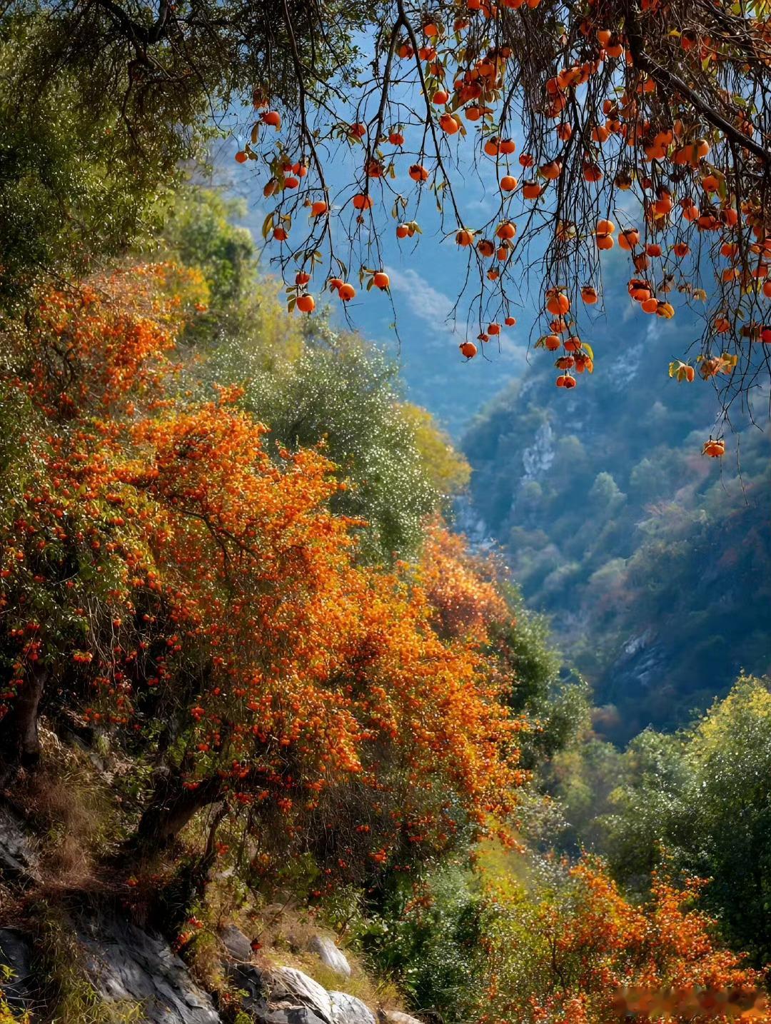 苍术配川芎：古方中的“解郁核心”，妙在升清降浊中医大家朱丹溪曾言：“气血冲和，万