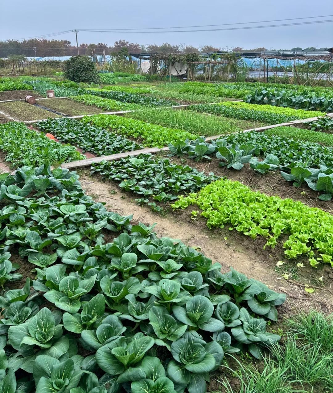 邻居家儿子“巨婴式”的移民每年雷打不动，从国内拿走父母30万的退休金和加房租