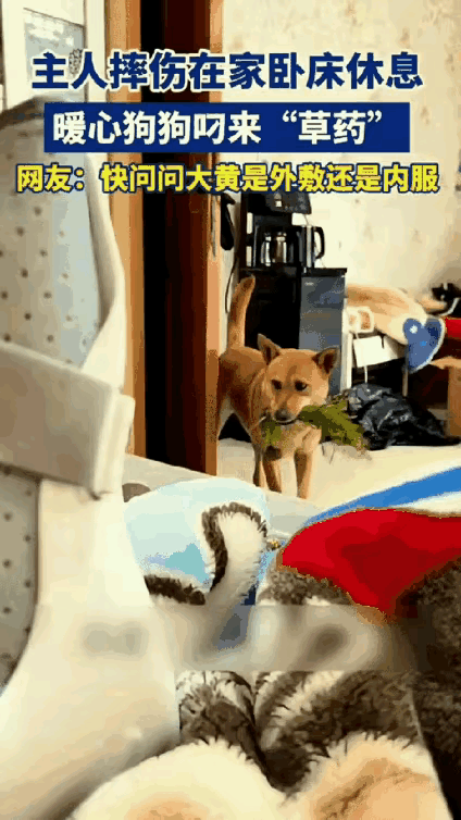 真的被这只大黄狗狠狠破防了！浙江一位男子摔伤卧床，家里的狗狗看在眼里急在心里，居