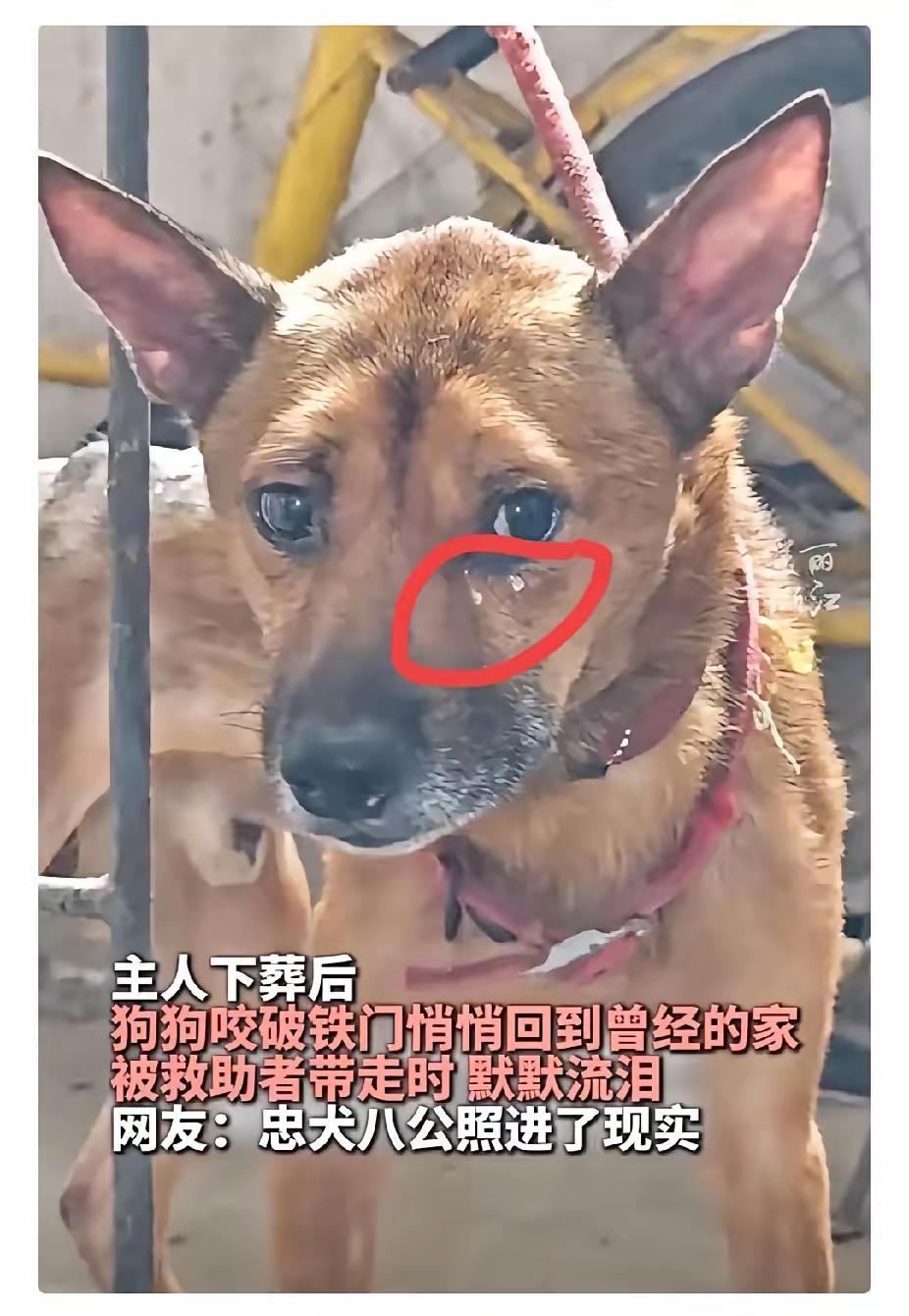 科学也解释不清了。重庆一70多岁独居老人养了两条狗。老人意外在家离世，一周后才被