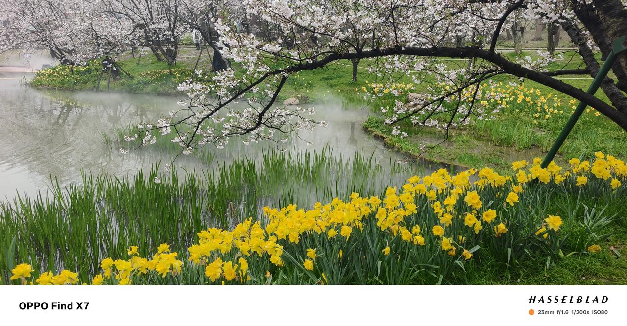 3月31号，下雨也阻拦不了自己踏青的脚步，今年是第三次来到鼋头渚，樱花已大片大片