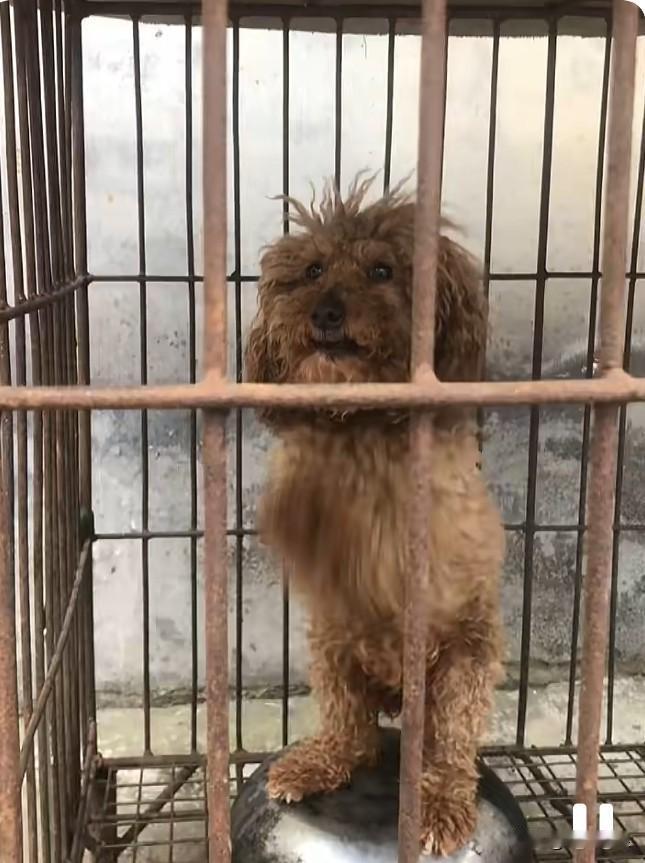 人类有时真的很残忍，一只怀着孕的狗狗被主人卖给了狗贩子，被关进铁笼，即将被送上狗