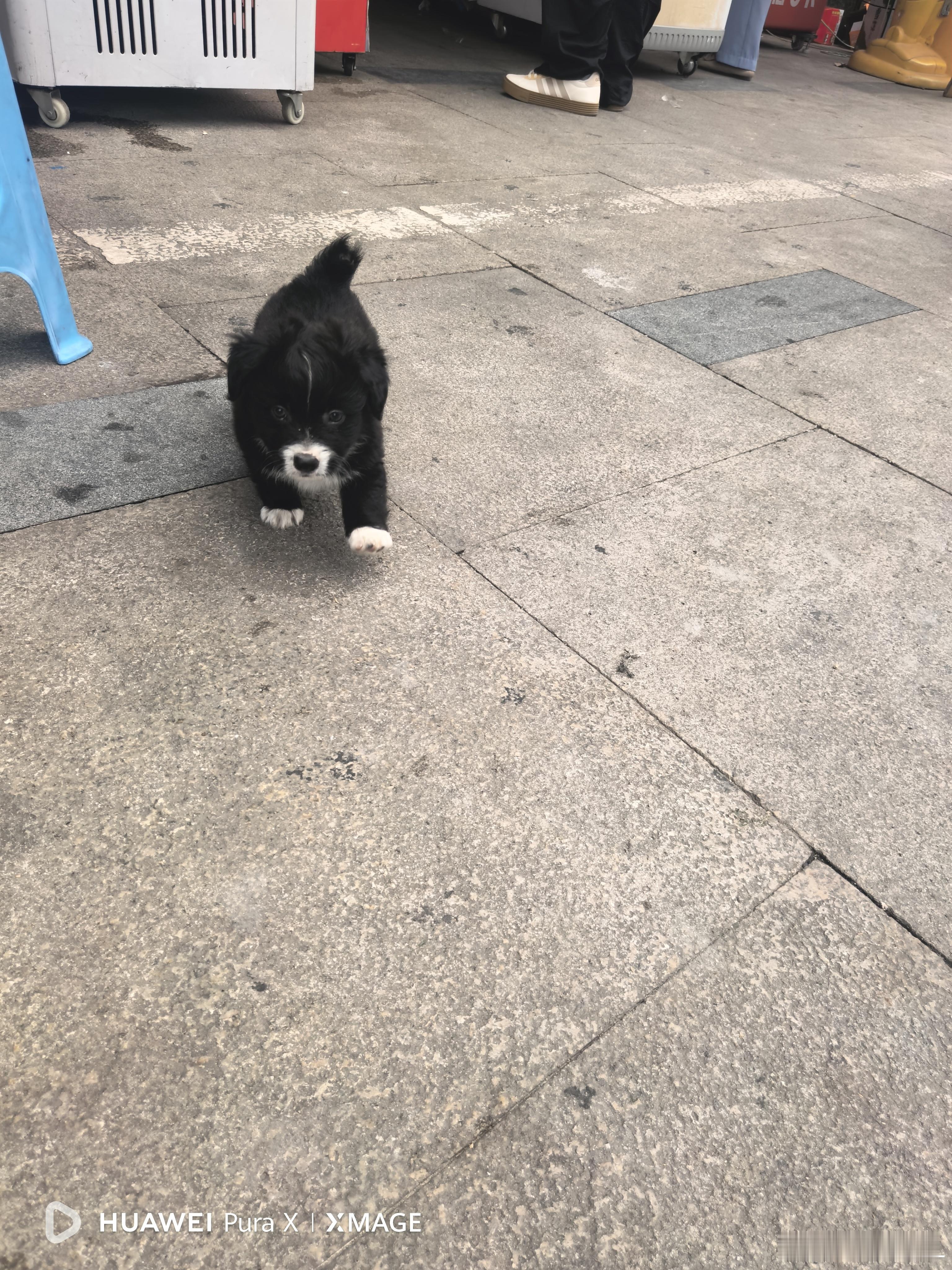 这是想抛弃主人，要跟着我回家吗？​​​