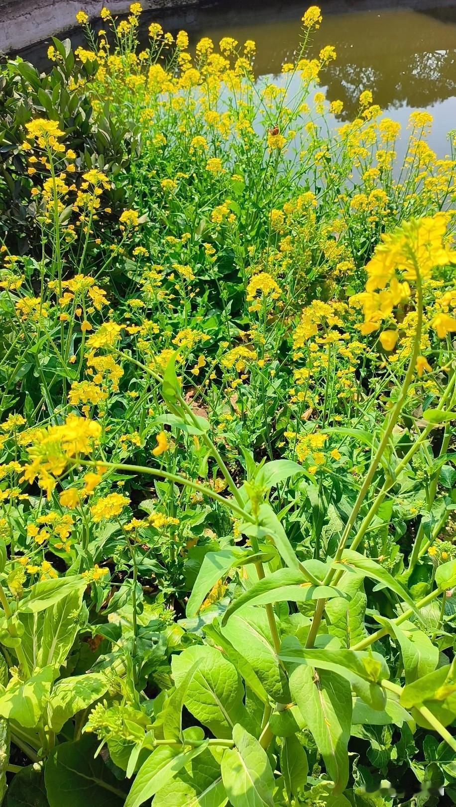 春风一到，油菜花便把田野染成金色，人间也跟着温柔起来，阳光洒在花田，风里都是清甜