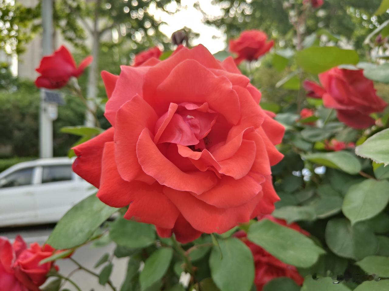 晒图笔记大赛月季花在枝头绽放，花朵层层叠叠如丝绒般柔软，粉色、黄色、红色各种各样