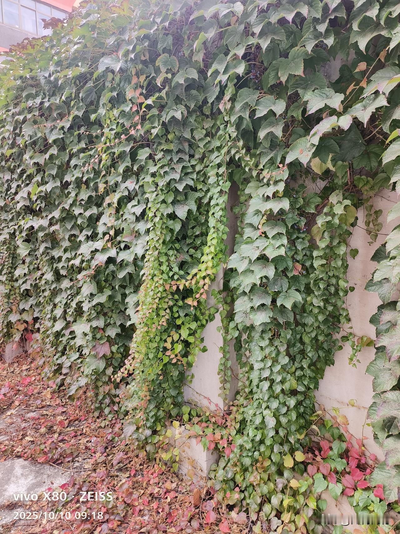 非常喜欢爬山虎这种植物，不仅因为这种植物绿化效果特别好，更重要的是，这种植物的生