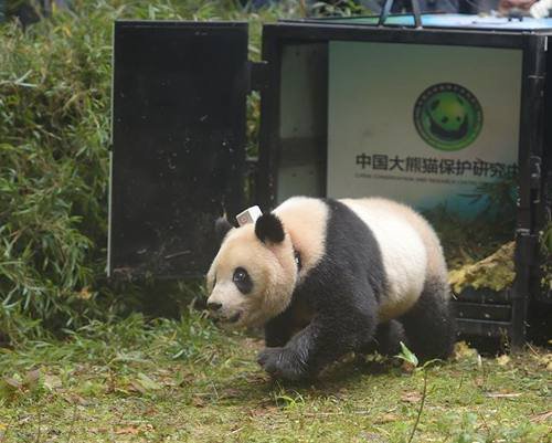 雅安市的栗子坪自然保护区将两只雌性大熊猫"华妍"和"张梦"进行放归