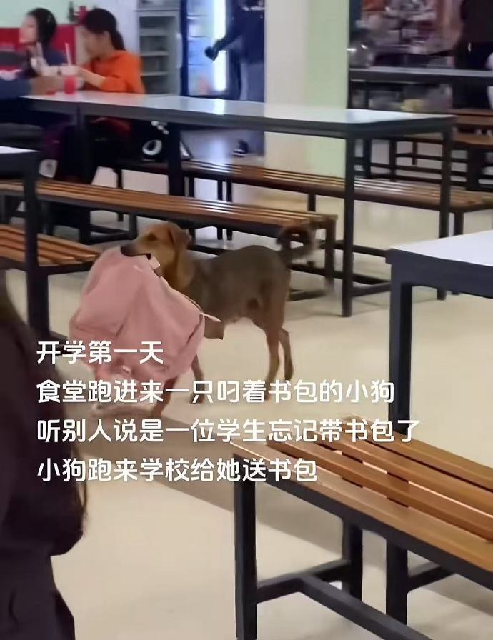 跑来学校给她送书包