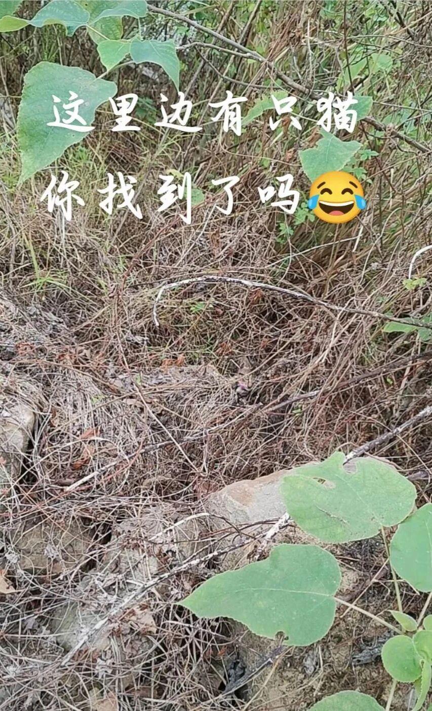 考眼力！图片中有只小猫，你能发现吗？