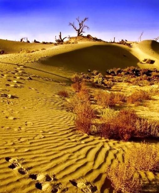 谁能想到，咱们突然开始疯狂死磕33万平方公里的塔克拉玛干沙漠，不仅是在挡风沙，更