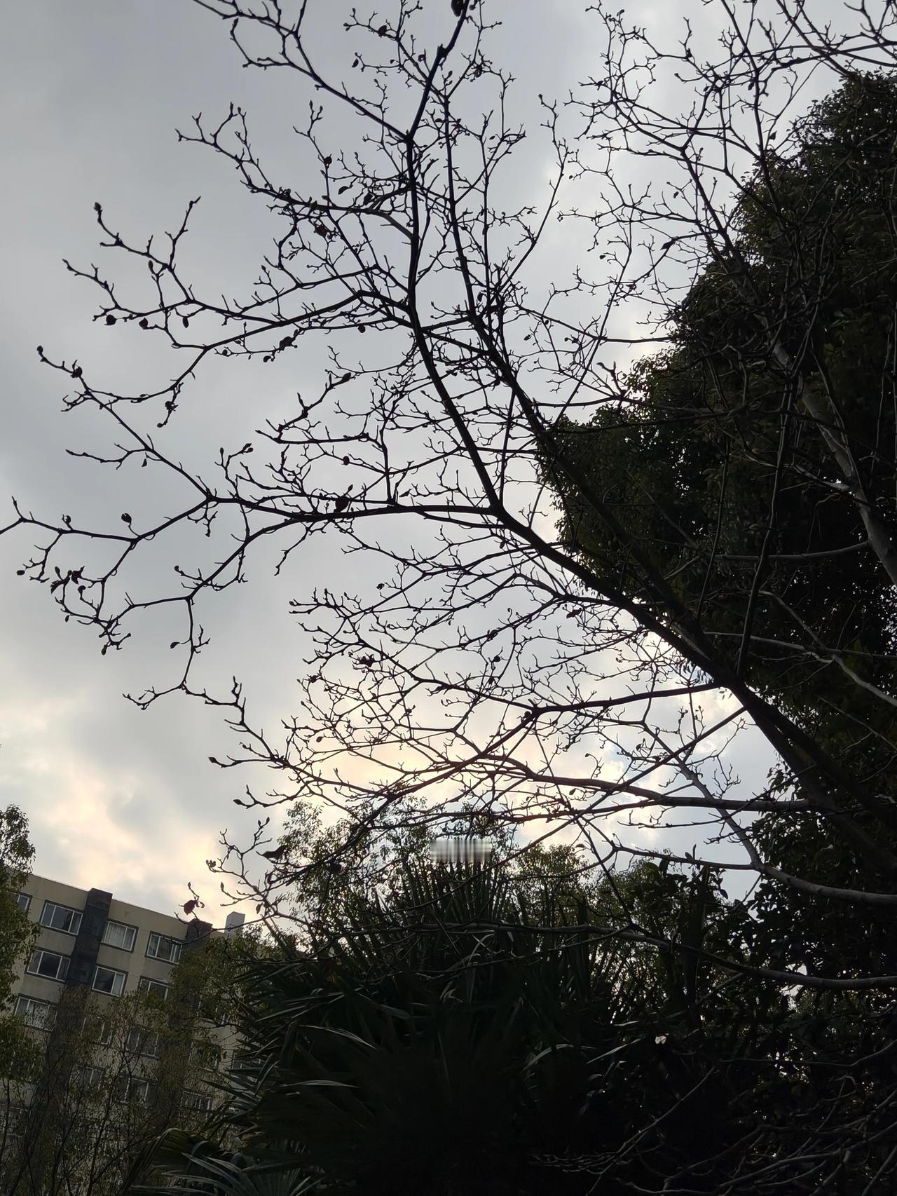 刚刚出门拍的，天气还不错，就是有点风，还有温度有点低~