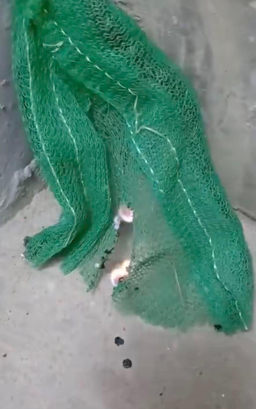 香港这方面太掉以轻心了，大陆曾经吃过亏，为什么不借鉴大陆十几年前建筑行业