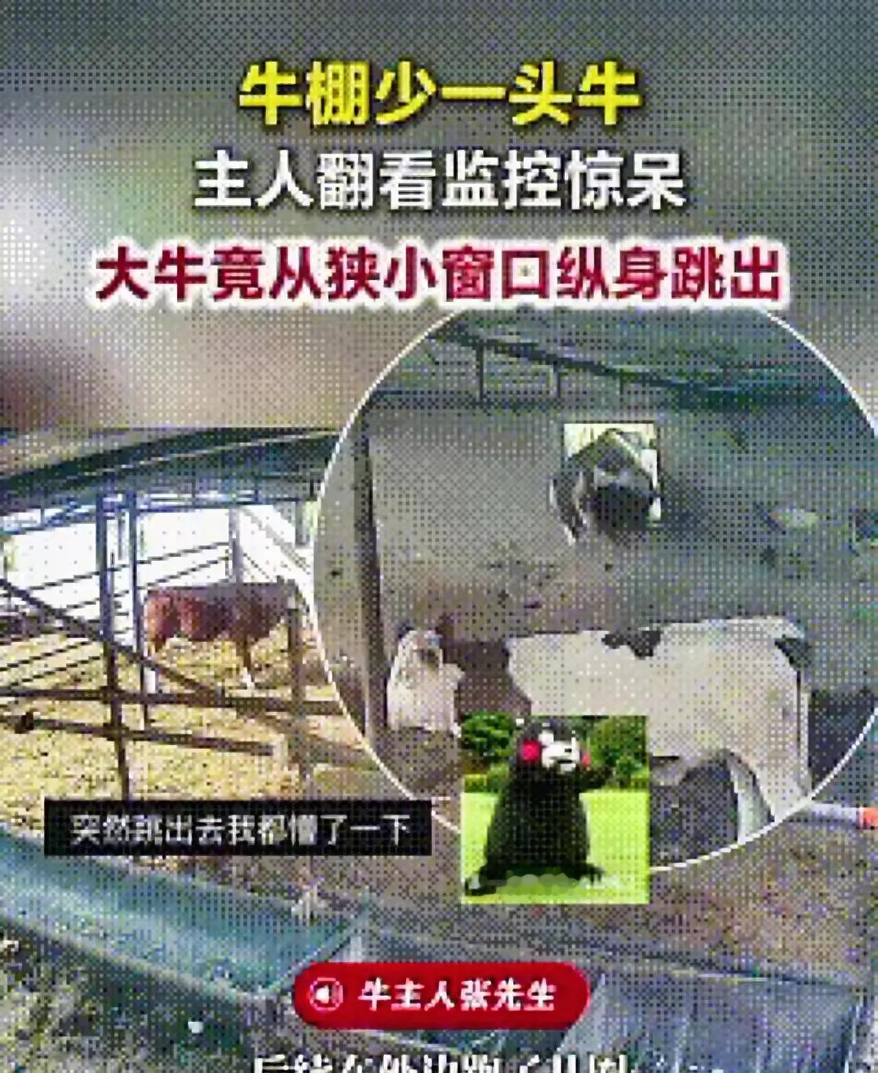吉林公主岭，男子上牛棚喂牛，结果发现少了一头，他找来儿子查看监控，结果让人万万没想到。张先生在公主岭