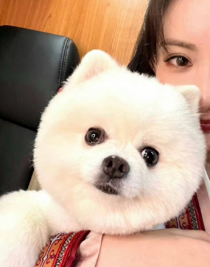 李一桐孟子义小狗hi6贴贴李一桐孟子义小狗hi6同框有谁还不知道肉肉和巧克力在h
