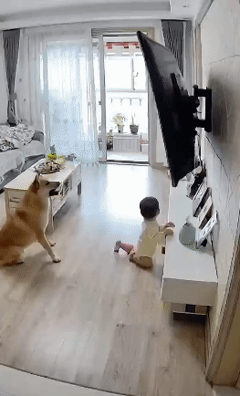 破防了，真有这样的狗狗吗？就在那惊心动魄的一瞬间，狗狗毫不犹豫地舍身救小主，