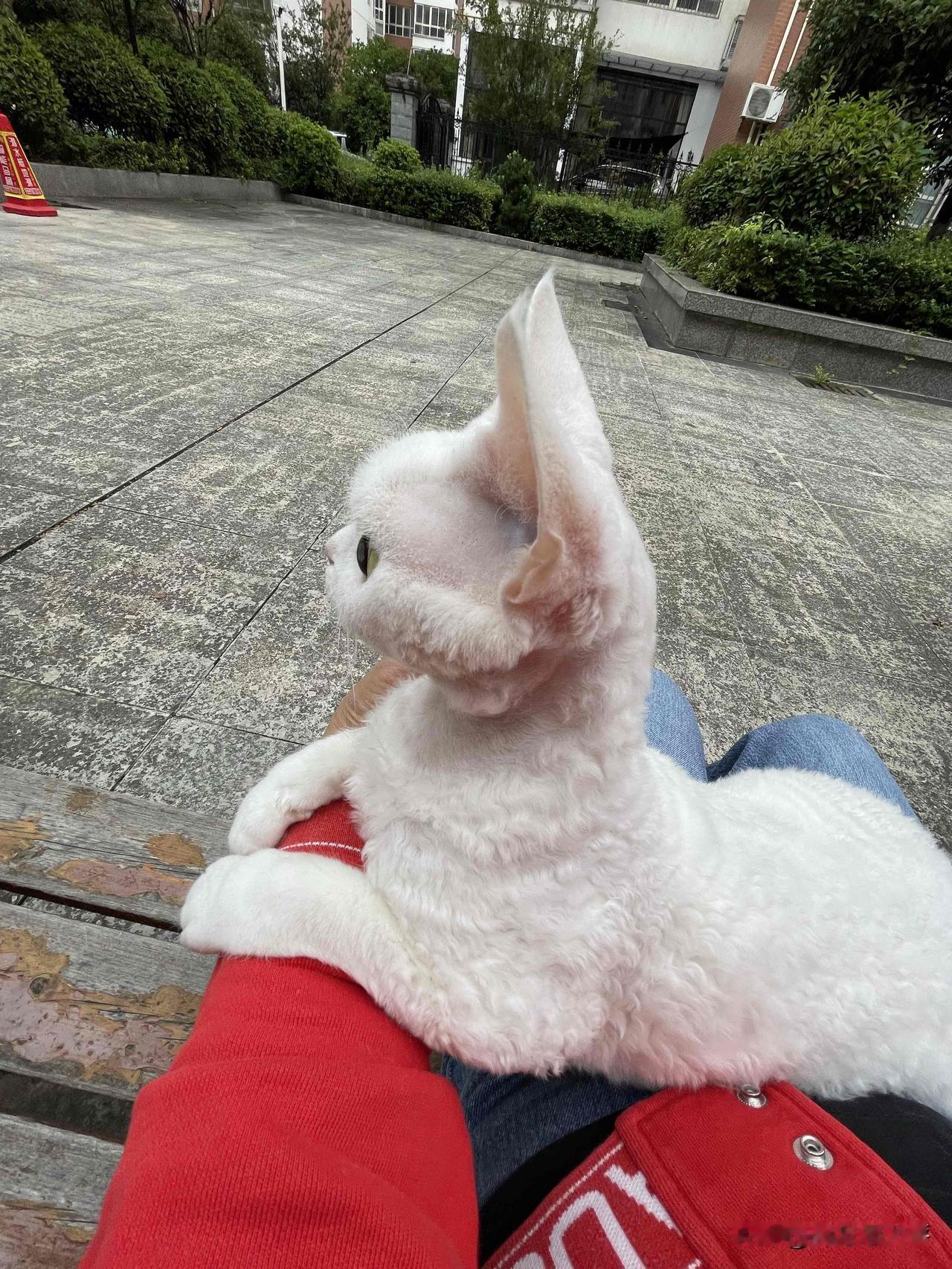 我家小猫咪的照片，每一张我都喜欢哦。下来两天雨，小猫咪在家也憋坏了，今天阴天，